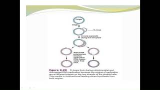 D  loop replication copy, mitochondrial DNA (mtDNA) replication