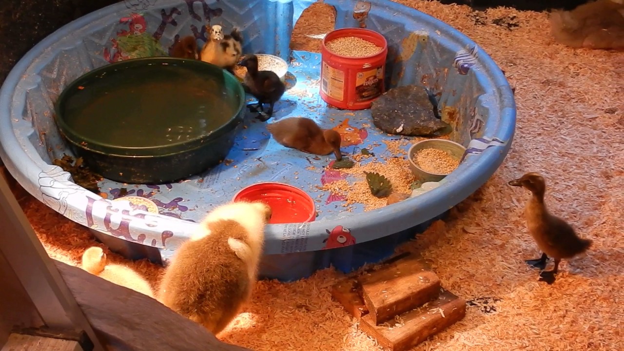Geese and ducks together with 'enrichment tub' YouTube