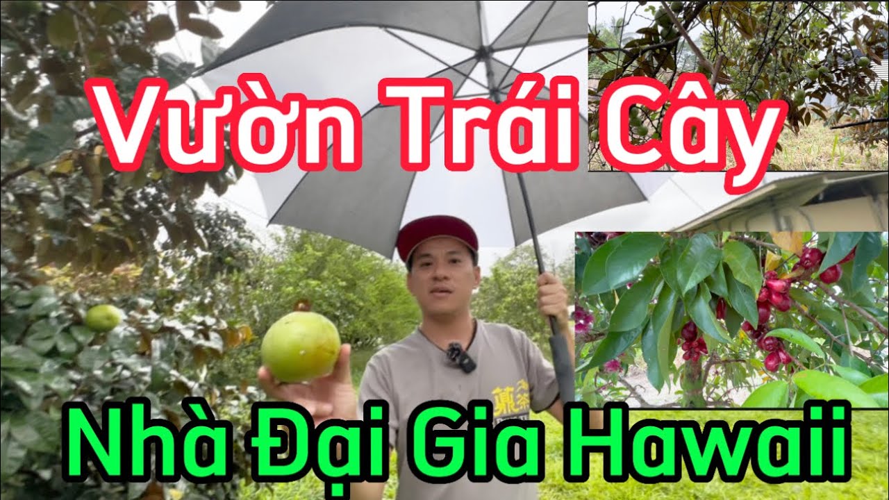 Cuộc Sống Mỹ Hawaii #57 | Vườn Trái Cây Nhà Đại Gia Hawaii