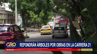 Por cada árbol retirado en la cra 21, la Alcaldía plantea sembrar cinco ejemplares | Oro Noticias