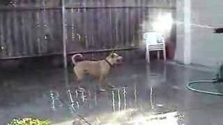 Dog does belly flop