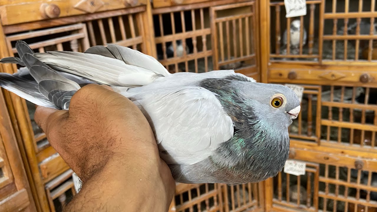 نصيحة فى السلاكة امتى تفرخ فى الوقت المناسب