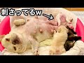 【社交性】子犬期に形成された性格はどうやっても一生変わらない