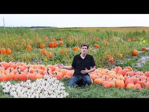 Video: Tambalan Labu Albuquerque