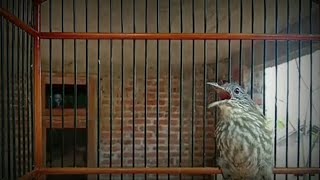 CUCAK RAWIS Belajar Bunyi Udah Gacor