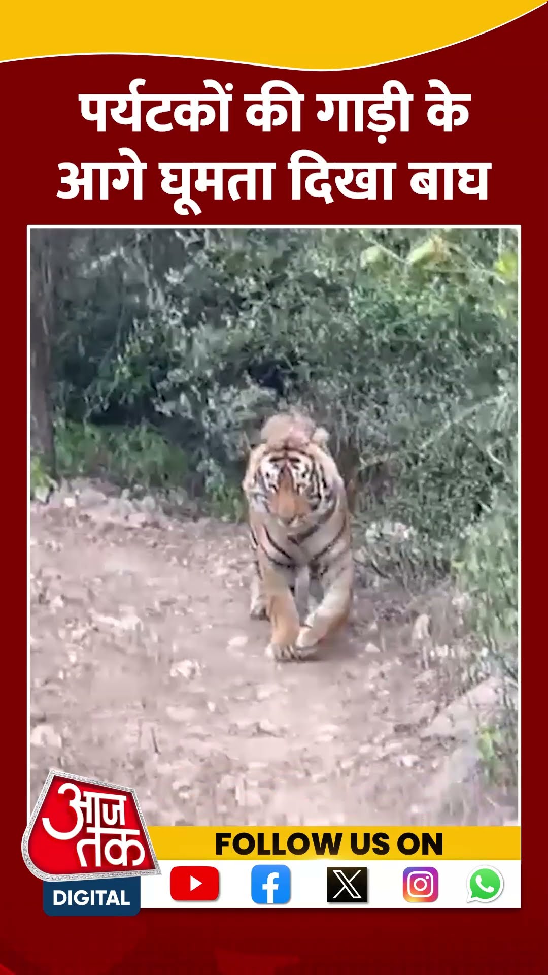 पर्यटकों की गाड़ी के आगे घूमता दिखा बाघ #shortvideo #viralvideo #aajtakdigital #wildlifenews #aajtak