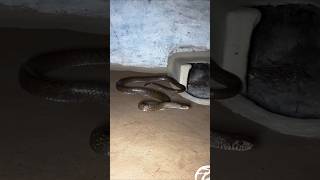 Amazing Scene of a Snake in Nature