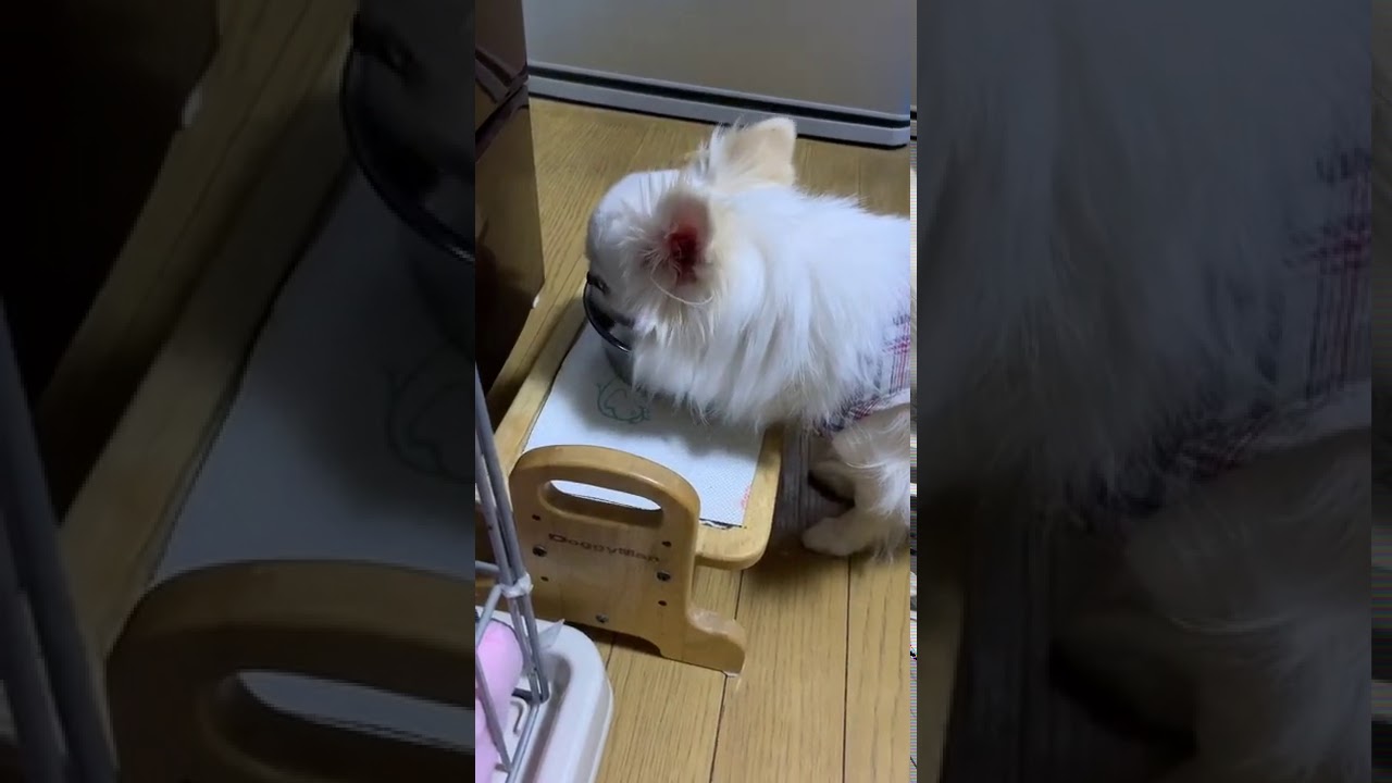 純銀イオン水ペレット マナチュラ 愛犬の口臭 体臭 耳の汚れなどの悩みに