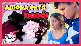 VLOG | Amora está dodói - Amorinha ChowChow