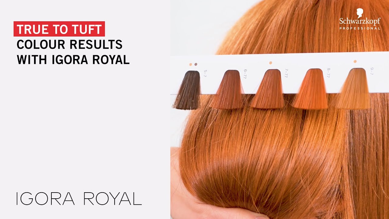  Schwarzkopf Professional Igora Royal Permanent Hair Color, 8-77,  Light Blonde Copper, 60 Gram : Chemical Hair Dyes : Beauty & Personal Care