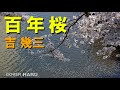 「百年桜」吉幾三 cover HARU