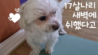17살 노견 새벽에 소변 치우라고 짖고~