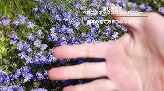 オックスフォードブルー Youtube