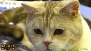 Котята шотландской вислоухой из питомника de Nicole 5 Котята шотландской вислоухой из питомника de Nicole 5