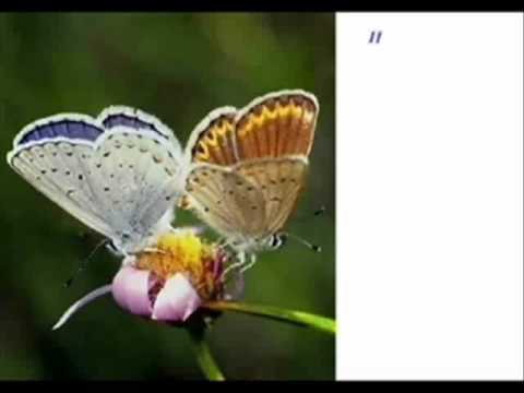 Притча - Урок бабочки.wmv