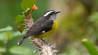 Bananaquit Sound