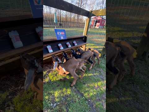 Another Day Another Bottle Feeding 🥱