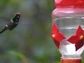 the most beautiful hummingbird in the world