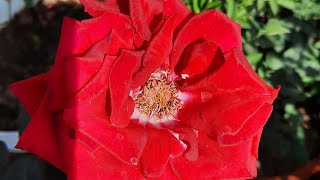 Gardenview And Misc. Is Live My Garden Flowers