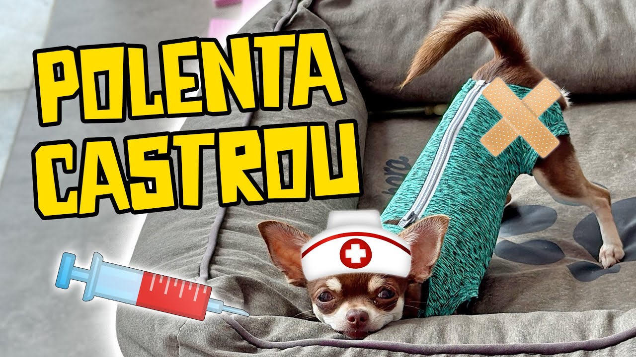 VLOG COMPLETO DA CASTRAÇÃO DA POLENTA