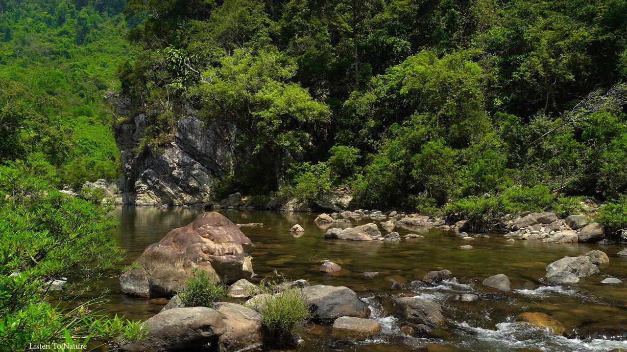 Magical Stream Sounds, Birds Chirping Echoes Through the Forest ...