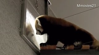 レッサーパンダ　セイタとエイタご対面~Red Panda Seita & Eita