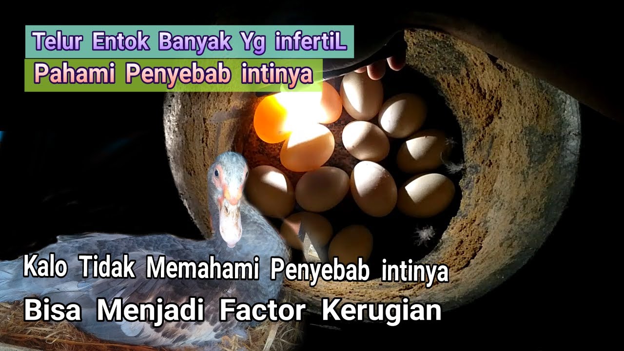 Telur Entok Banyak Yg infertil , Pahami Penyebab intinya | egg Muscovy duck