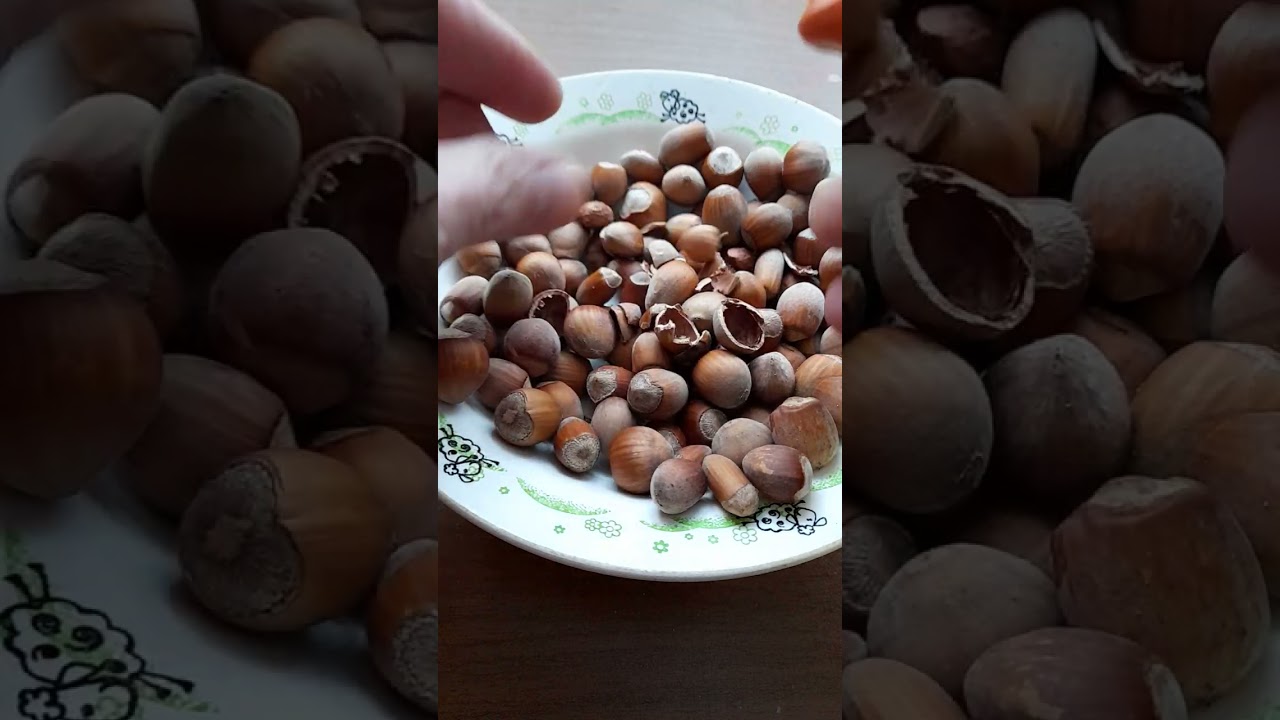 Лучший способ в домашних условиях расколоть лесной орех - лещину. 💯 ПАССАТИЖИ ✌🤩