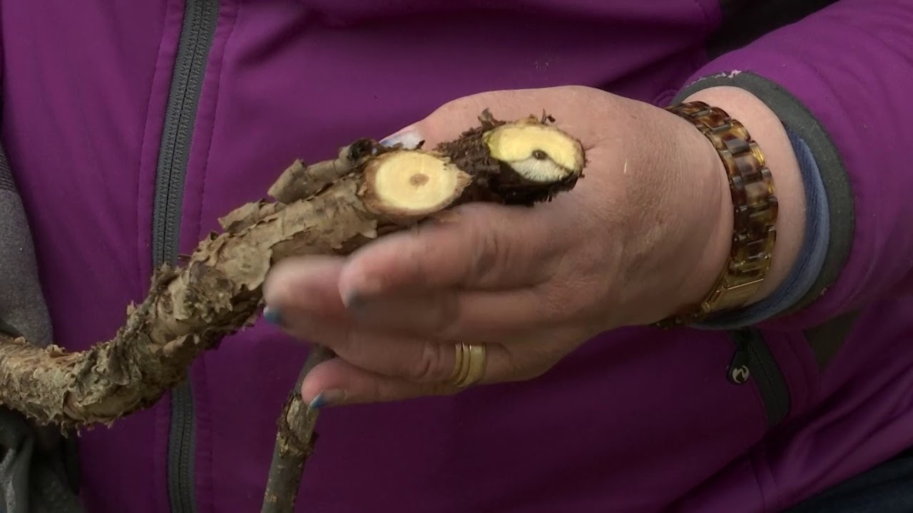 Herukkapensaan leikkaus1