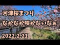 [ 2022 河津桜 ] 2月21日 河津駅周辺 今日の河津桜まつり 河津桜開花速報 伊豆 河津町 ライブカメラ