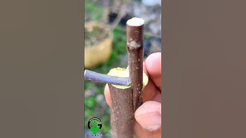 Best grafting technique for apple tree #trending #video #shortsvideo