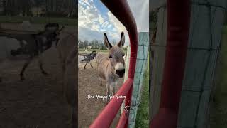 Those faces 😁 #shorts #onehappyassfarm #farmlife #donkey