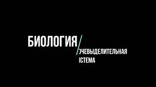 БИОЛОГИЯ, АНАТОМИЯ: мочевыделительная (мочевая) система тела человека. Познавательный урок для детей