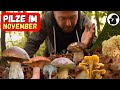 Endspurt beim Pilze sammeln im Spätherbst! Große Überraschungen im Wald