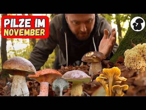 Endspurt beim Pilze sammeln im Spätherbst! Große Überraschungen im Wald
