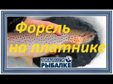 Диалоги о рыбалке - 064 / Форель на платнике
