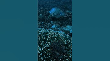 Mực mai di chuyển trong đại dương 03 (Squid moves in the ocean)