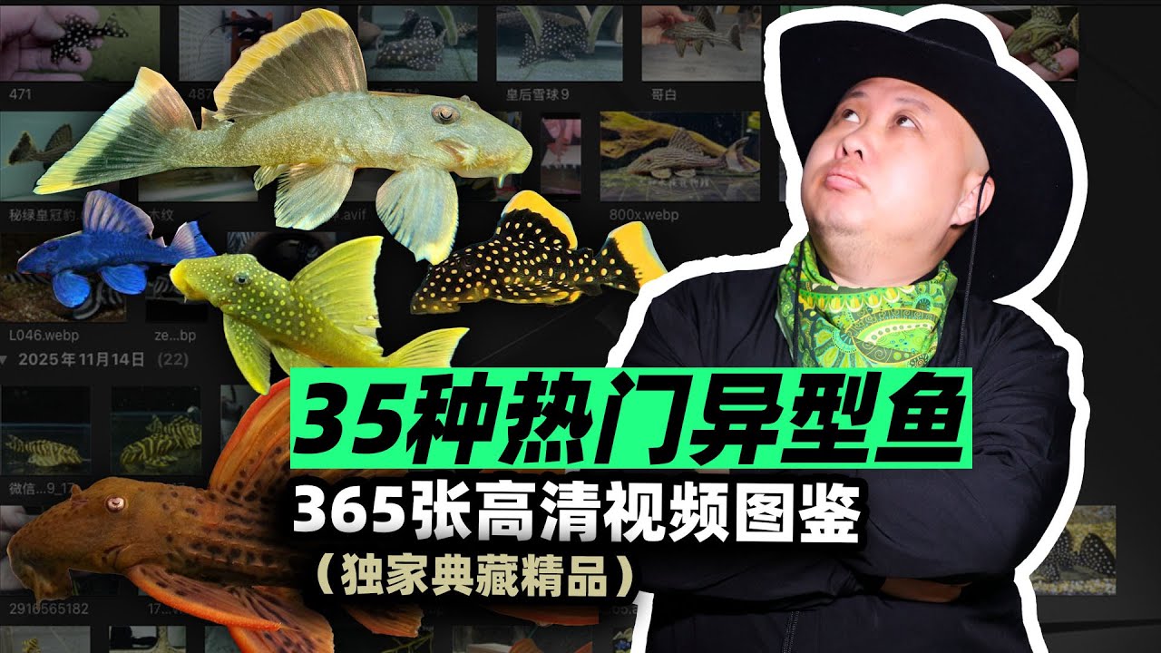 35种经典南美异型鱼推薦（典藏精品）#aquarium #pleco
