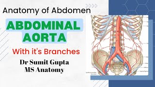 ABDOMINAL AORTA : Anatomy