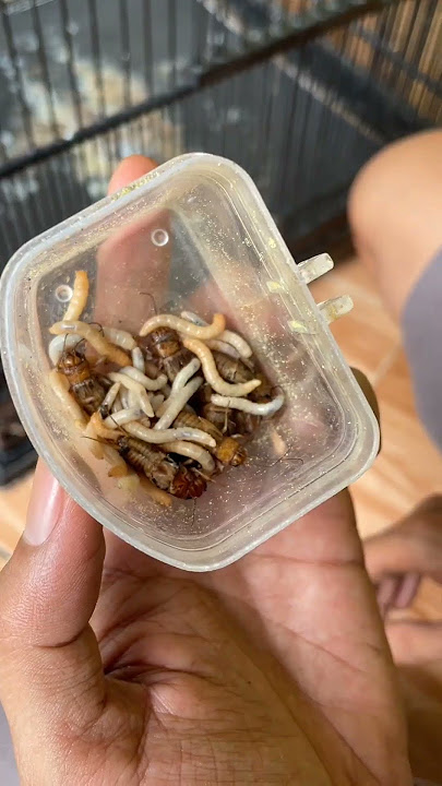New Murai Playing UH Crickets This Much, Isn't It Dangerous? #muraibatu #kicaumania #qinarabany...