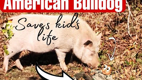 American Bulldog Saves Kids Life