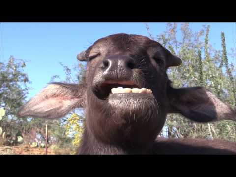 All about Nandi the Orphaned Buffalo (Ask me questions in the comments!)