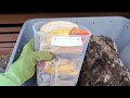 2 month worm bin update