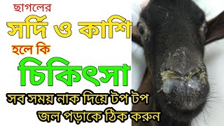 ছাগলের সর্দি কাশি, নাক,চোখ দিয়ে জল পড়া, শ্বাস নিতে অসুবিধা হলে কি চিকিৎসা করবেন|Veterinary Bangla
