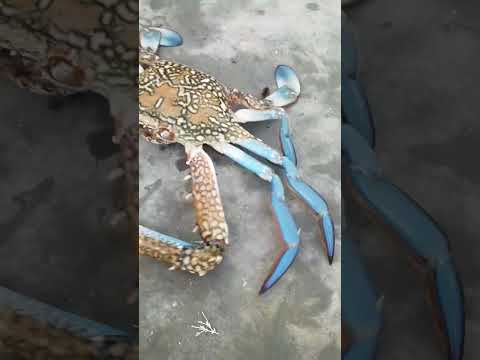 صيد الكابوريا
