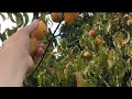 Picking Peaches!