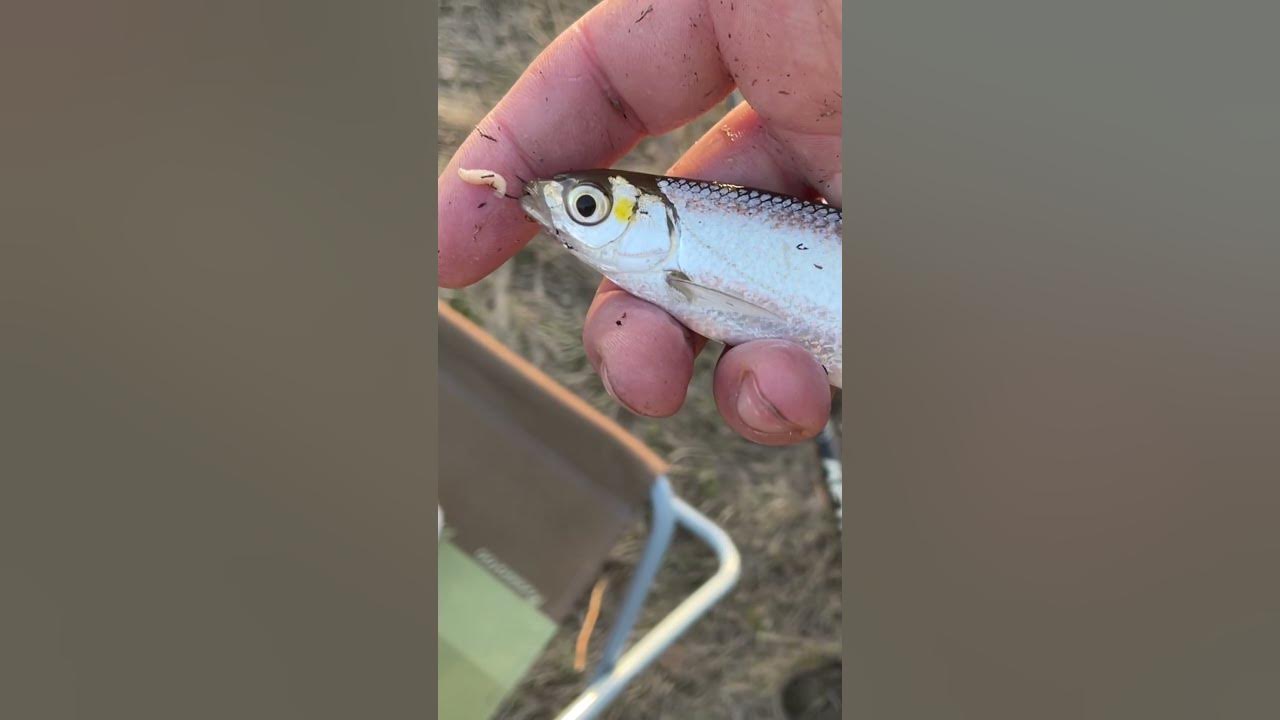 Уклейка - YouTube