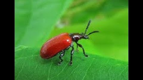 Wildlife Wednesday Webinar - Special Feature: Air Potato Biological Control