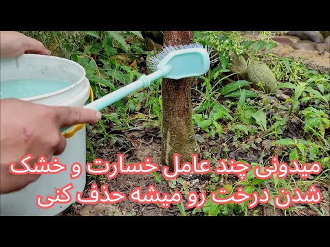 تصویری: دایره های تنه درختان میوه: توضیحات، ویژگی های مراقبت و توصیه ها