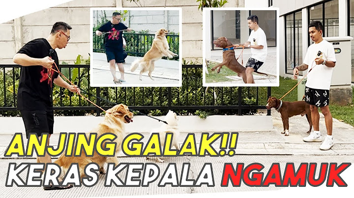 ANJING KERAS KEPALA ‼️ NGAMUK KETEMU KING FLOKI